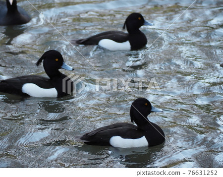 Kinkrochasshuro 76631252