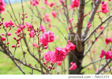 Peach blossoms　 76631373