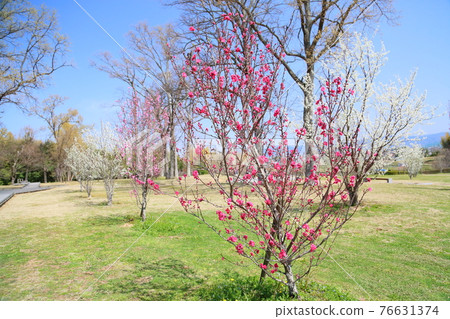 桃花　　 76631374