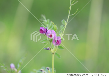 Jahazu End Jahazu End 76631427