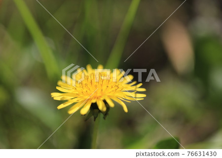 Dandelion  Dandelion 76631430