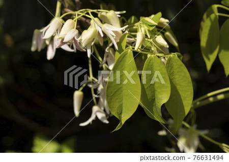 Mube leaf Mube leaf 76631494