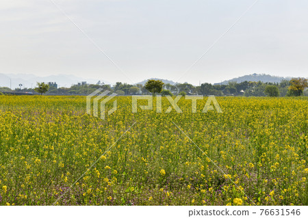 大邱河正島油菜花園區的春天 大邱河正島油菜花園區的春天 76631546