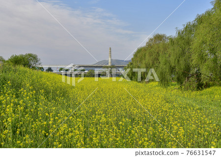 大邱河正島油菜花園區的春天 大邱河正島油菜花園區的春天 76631547