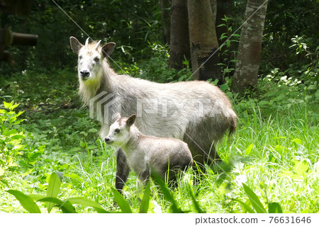 Parent and child Japanese serow Parent and child Japanese serow 76631646