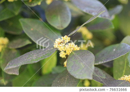 月桂花 月桂花 76631666