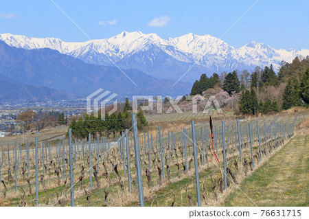 Azumino Spring Vineyard Azumino Spring Vineyard 76631715
