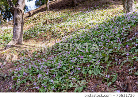 Asuke-cho, Toyota City, Aichi Prefecture, Korankei Gorge's Katakuri colony Asuke-cho, Toyota City, Aichi Prefecture, Korankei Gorge's Katakuri colony 76631726