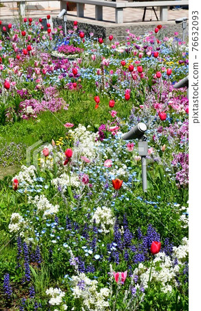 Spring flower garden, flower park, spring in full bloom Spring flower garden, flower park, spring in full bloom 76632093