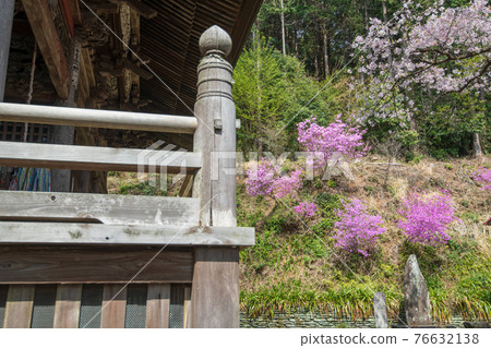 Jikoji Kannon-do Spring Arrival Murasaki Azalea Jikoji Kannon-do Spring Arrival Murasaki Azalea 76632138