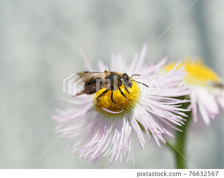 A bee that collects pollen and nectar from the flowers of Halzion A bee that collects pollen and nectar from the flowers of Halzion 76632567