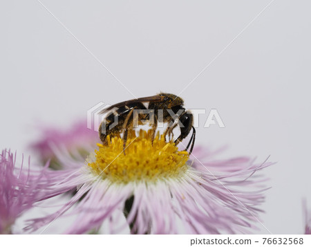 A bee that collects pollen and nectar from the flowers of Halzion 76632568