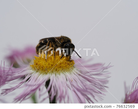 A bee that collects pollen and nectar from the flowers of Halzion 76632569