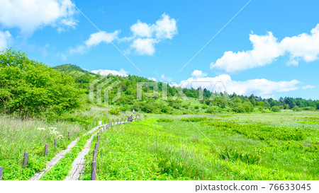 Summer Yashimagahara Wetland (Yashimagahara Wetland) 76633045