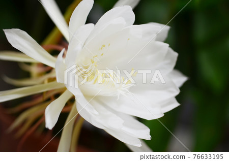 Geisha Bijin Close-up 3 76633195