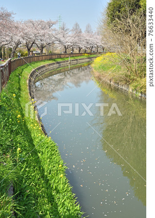 Minuma field walk: Minuma substitute water eastern margin Minuma field walk: Minuma substitute water eastern margin 76633440
