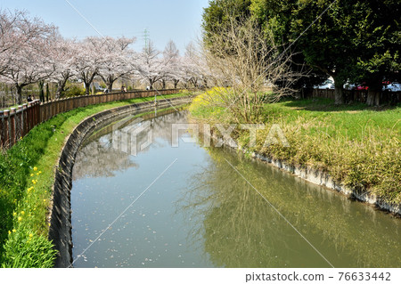 Minuma field walk: Minuma substitute water eastern margin Minuma field walk: Minuma substitute water eastern margin 76633442