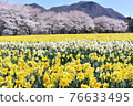 Narcissus and cherry tree 76633495
