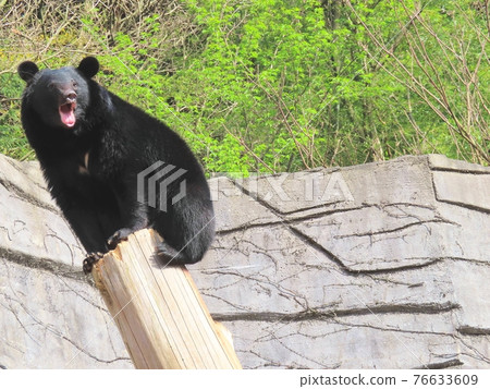 bear bear 76633609