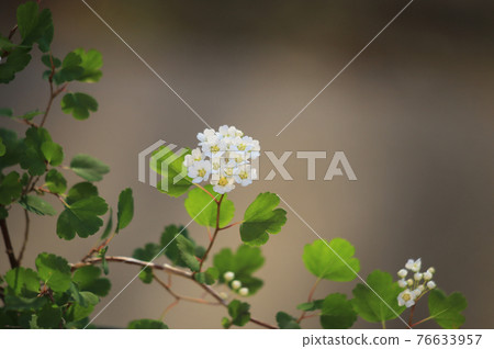 Small and cute white flower, Mitsudayawagasa Small and cute white flower, Mitsudayawagasa 76633957