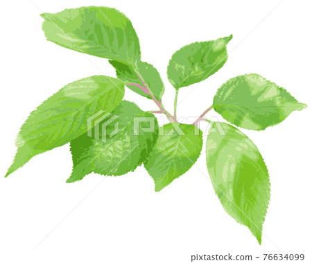Fresh green cherry leaf Fresh green cherry leaf 76634099
