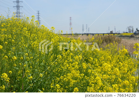 Noboribetsu，強姦花，鐵塔（埼玉縣） 76634220