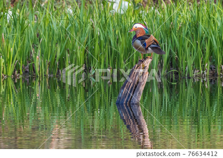 Male mandarin duck in a pond on the plateau Male mandarin duck in a pond on the plateau 76634412