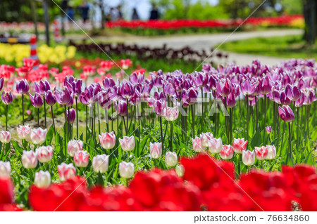 Umami Hill Park Tulip Fair Umami Hill Park Tulip Fair 76634860