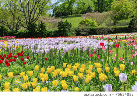 Umami Hill Park Tulip Fair 76634882