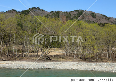 福島縣只見町中洲伊那川自然生長的柳林芽 福島縣只見町中洲伊那川自然生長的柳林芽 76635115
