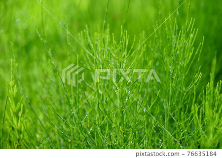 4月中旬·成長馬尾4 76635184