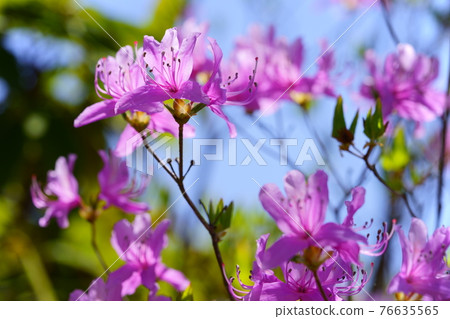 可愛的杜鵑花 6 可愛的杜鵑花 6 76635565