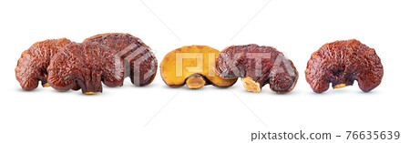 Lingzhi Mushroom Ganoderma Lucidum on white background Lingzhi Mushroom Ganoderma Lucidum on white background 76635639