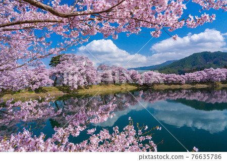 Spring in Shinshu Cherry blossom scenery on the bank of Rokudo Spring in Shinshu Cherry blossom scenery on the bank of Rokudo 76635786