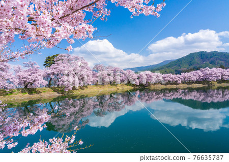 Spring in Shinshu Cherry blossom scenery on the bank of Rokudo 76635787