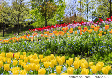 Umami Hill Park Tulip Fair Umami Hill Park Tulip Fair 76635899