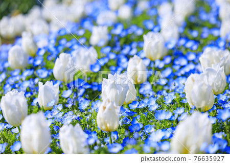 Umami Hill Park Tulip Fair 76635927