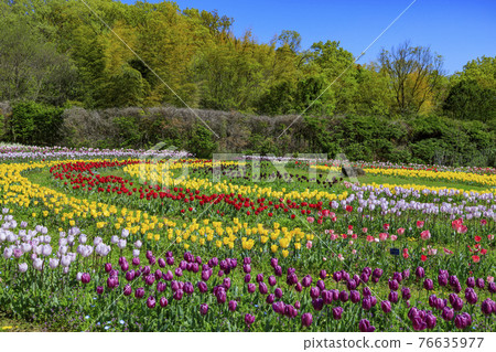 Umami Hill Park Tulip Fair 76635977