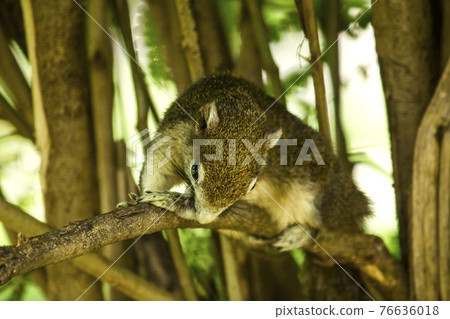 Finlayson's squirrel on a tree is a type of squirrel. That can be found everywhere 76636018