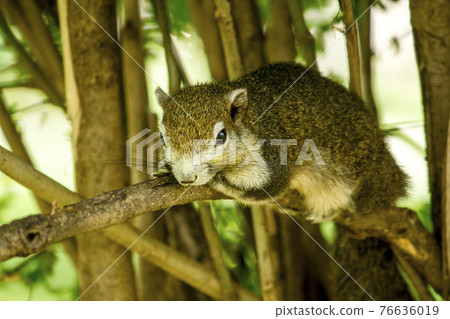 Finlayson's squirrel on a tree is a type of squirrel. That can be found everywhere Finlayson's squirrel on a tree is a type of squirrel. That can be found everywhere 76636019