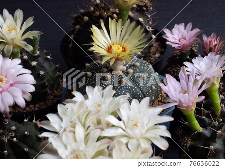 Cactus flower assorted various colours gymnocalycium and Astrophytum cactus flower Cactus flower assorted various colours gymnocalycium and Astrophytum cactus flower 76636022