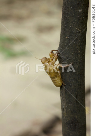 Cicada molt Left on the tree 76636148