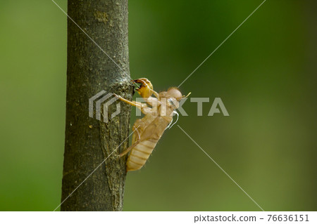 Cicada molt Left on the tree Cicada molt Left on the tree 76636151