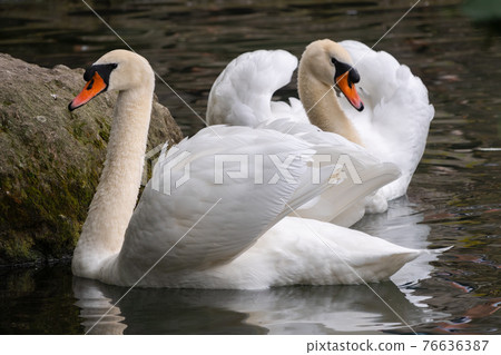 Two graceful white swans swim in the dark water. Two graceful white swans swim in the dark water. 76636387