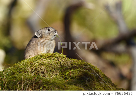 Pika (Hokkaido) 76636455