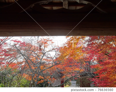京都的紅葉勝地,上正寺 京都的紅葉勝地,上正寺 76636560
