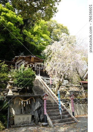 Yamajioji Shrine and weeping cherry tree (Shimotsucho, Kainan City, Wakayama Prefecture) Yamajioji Shrine and weeping cherry tree (Shimotsucho, Kainan City, Wakayama Prefecture) 76636601