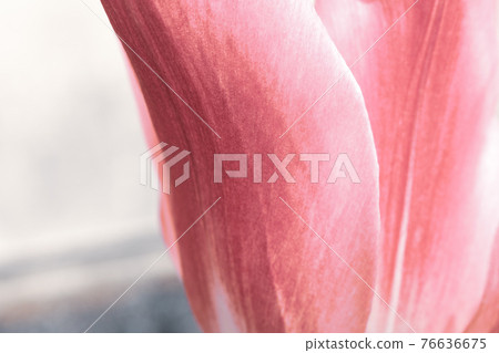 粉紅色的鬱金香花瓣 76636675