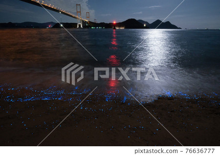 Cypridina 閃耀在來島海峽的沙灘上 76636777