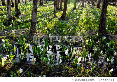 朝日照耀的初春生魚島濕地 76636841